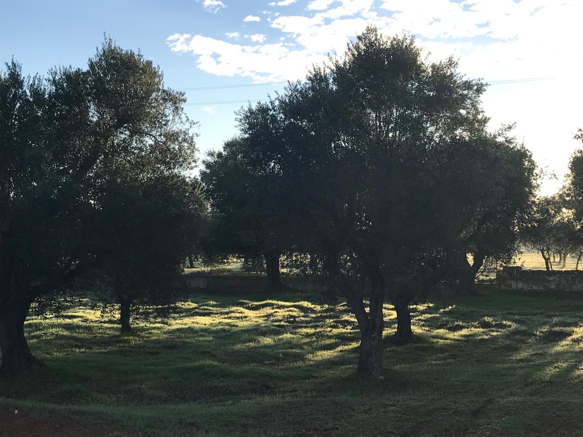 הוילה Traditional Trullo With Private Pool Near אוסטוני מראה חיצוני תמונה